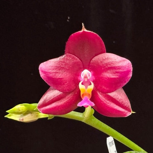 Phalaenopsis Yin's Passionate Girl 230817 Flowering