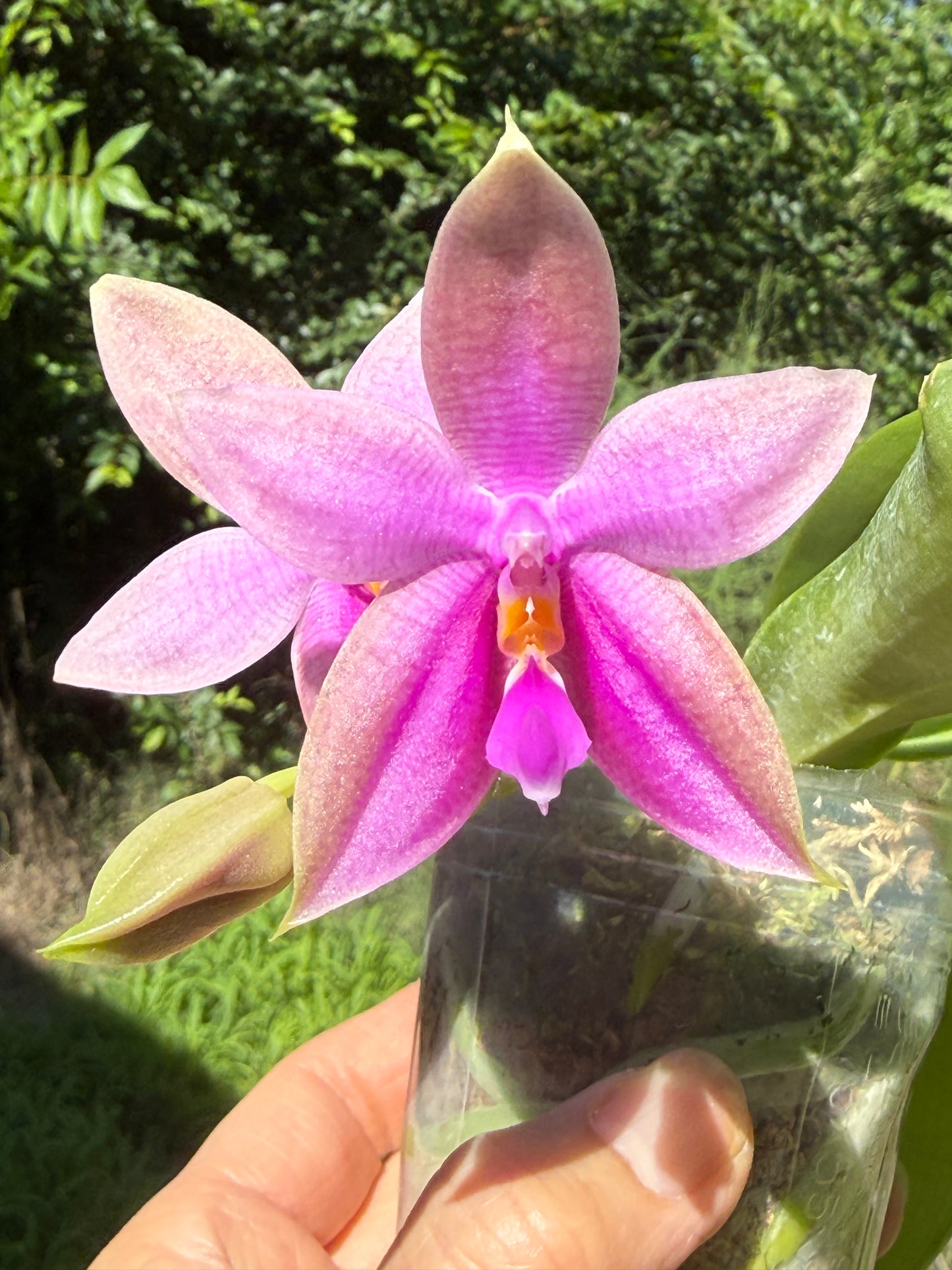 Phalaenopsis Martina Lippold - Seed Grown