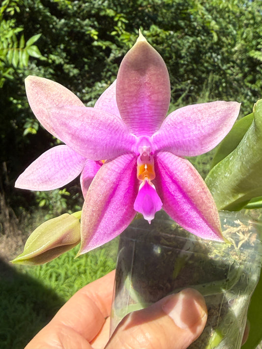 Phalaenopsis Martina Lippold - Seed Grown