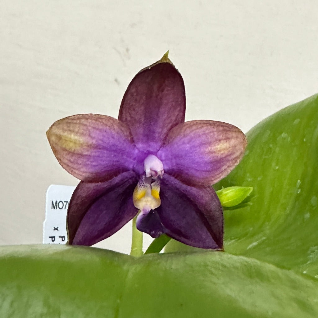 Novelty Phalaenopsis – Page 5 – Big Leaf Orchids