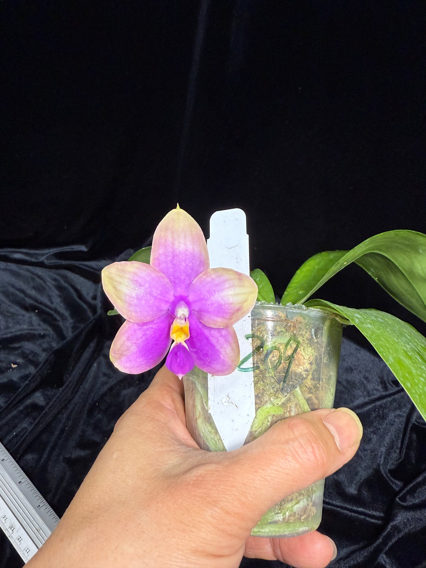 Phalaenopsis FANGtastic News 241106 Flowering