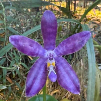 Phalaenopsis LL Blue Crake 241109 Flowering