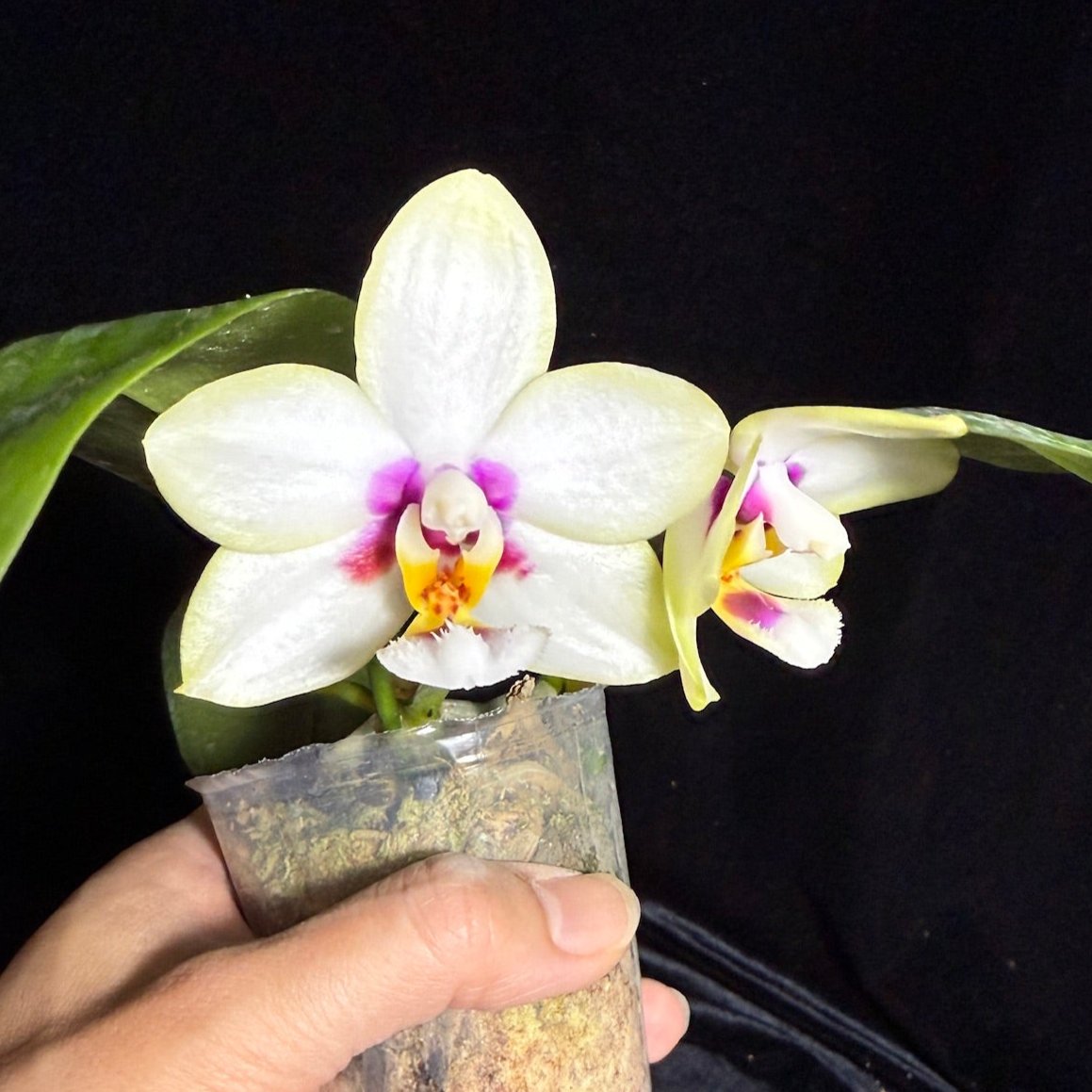 Phalaenopsis Ba-Shi Blackspot 241102 Flowering