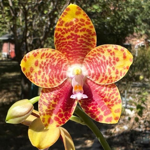 Phalaenopsis (Zheng Min Muscadine x gigantea) 'Mainshow'