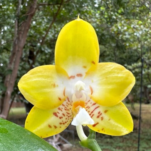 Phalaenopsis Yin's Yellow Spotted 230915 Flowering