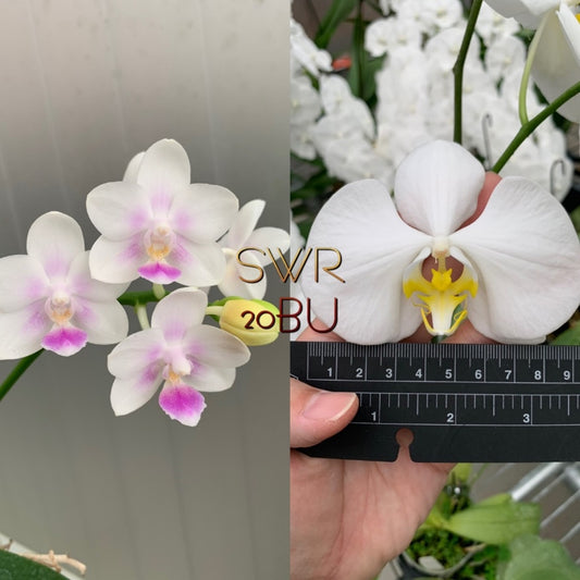 Phalaenopsis SWR Snowflake x amabilis f. alba - Seed Grown