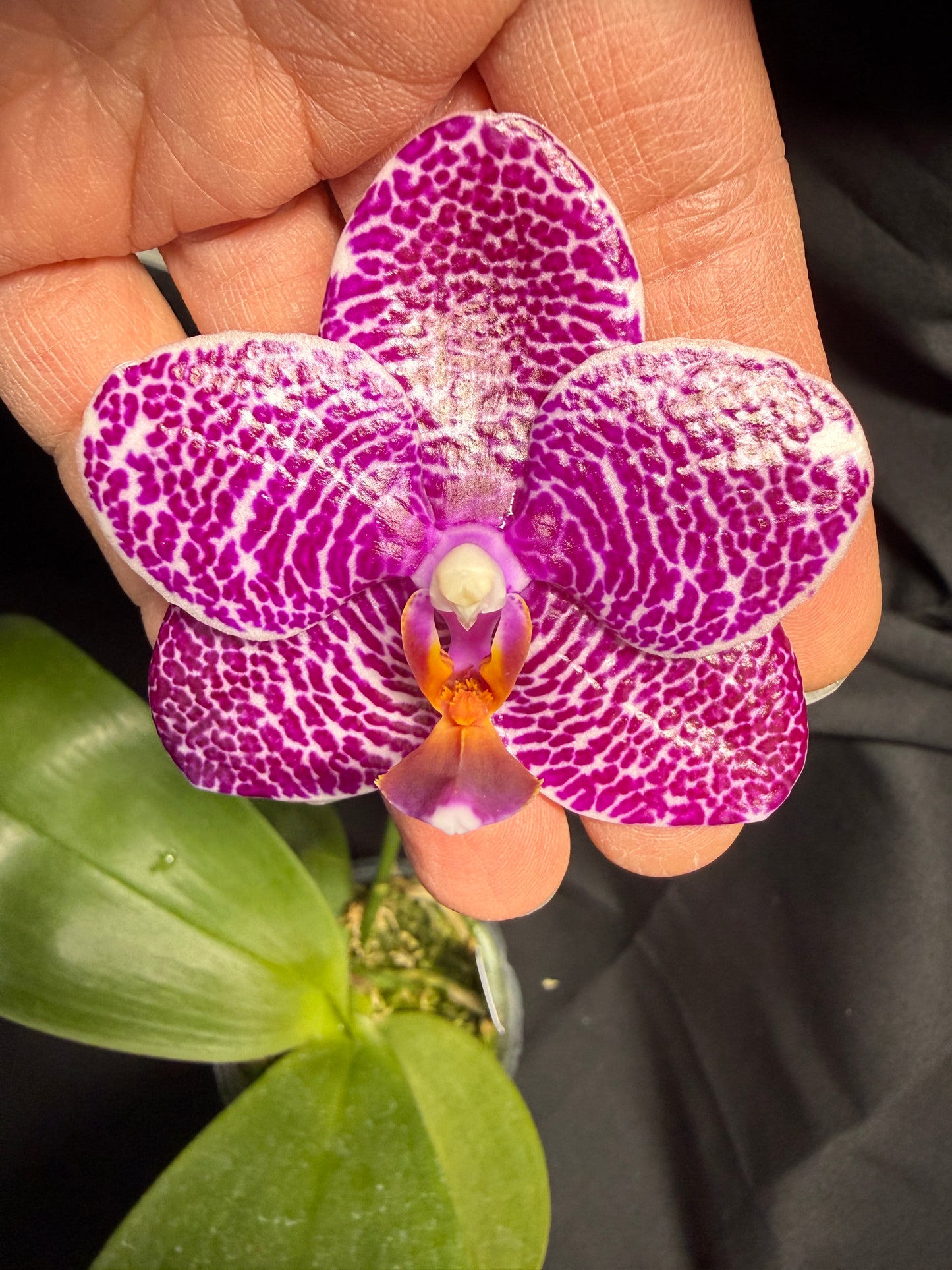 Phalaenopsis Mituo Silver Lining 'M-60'