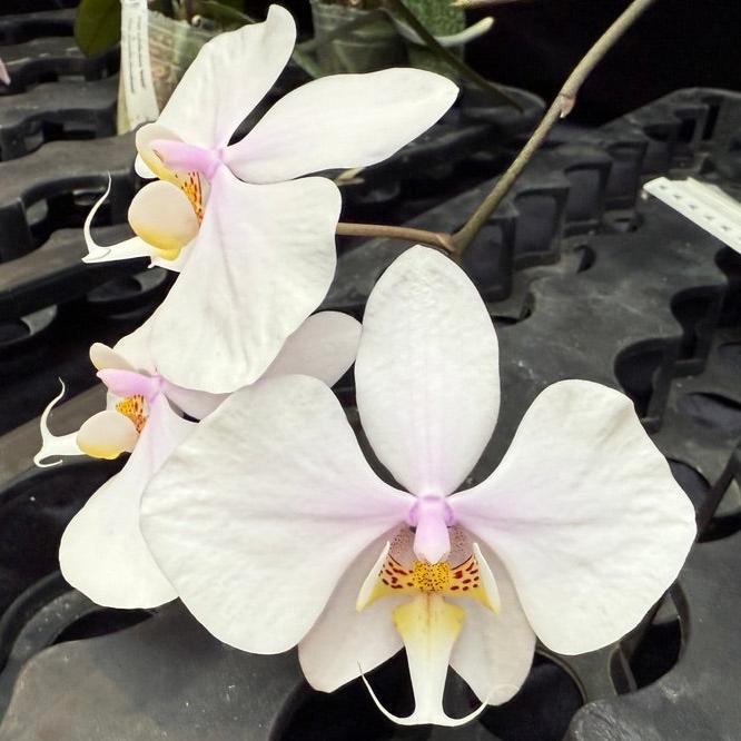 Phalaenopsis Rothschildiana 221108-3 Flowering