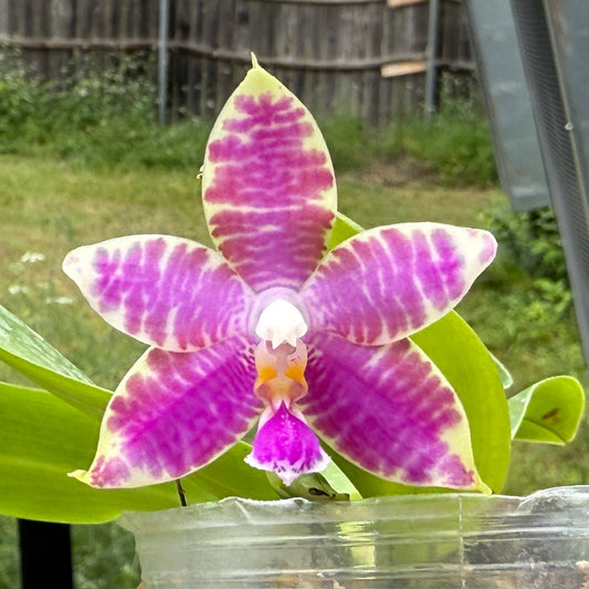 Phalaenopsis KS Blue Ludde x Mainshow Magic 250515 Seed Grown Flowering