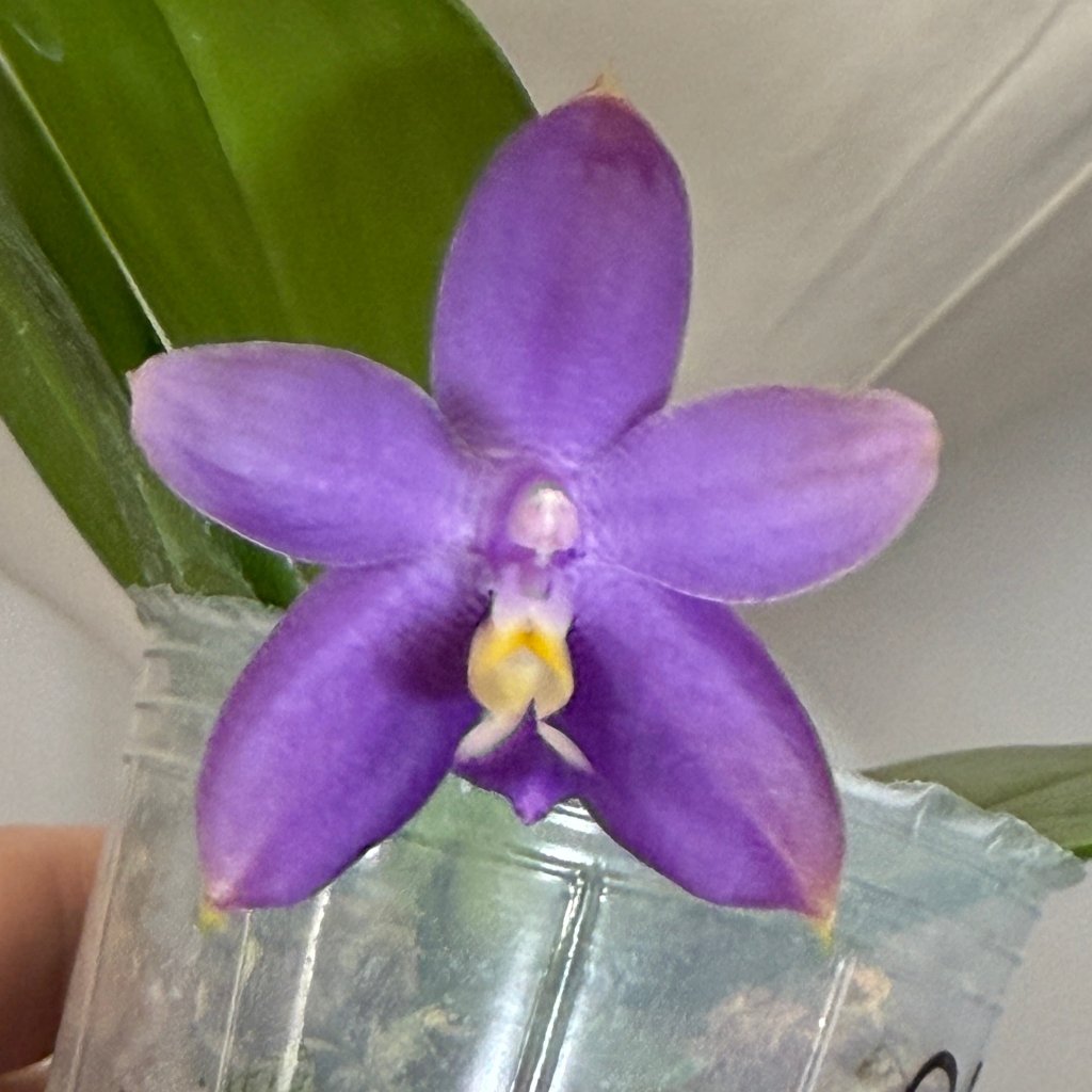 Phalaenopsis Mainshow Blue Tint x Mituo Princess QA-071 Seed Grown