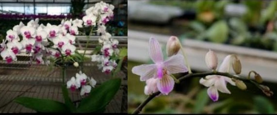 Phalaenopsis KS Little Gem x Phalaenopsis lindenii