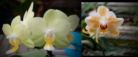 Phalaenopsis (Brother Sweet Sugar x Zheng Min Michollens) x (Little Gem Stripes-Taida Pearl) 'flava'