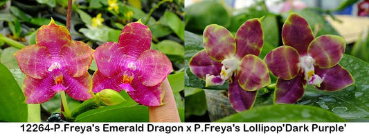 Phalaenopsis Freya's Emerald Dragon x Freya's Lollipop