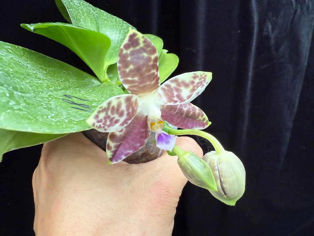 Phalaenopsis Mituo Star Spot 250511 Flowering seed grown