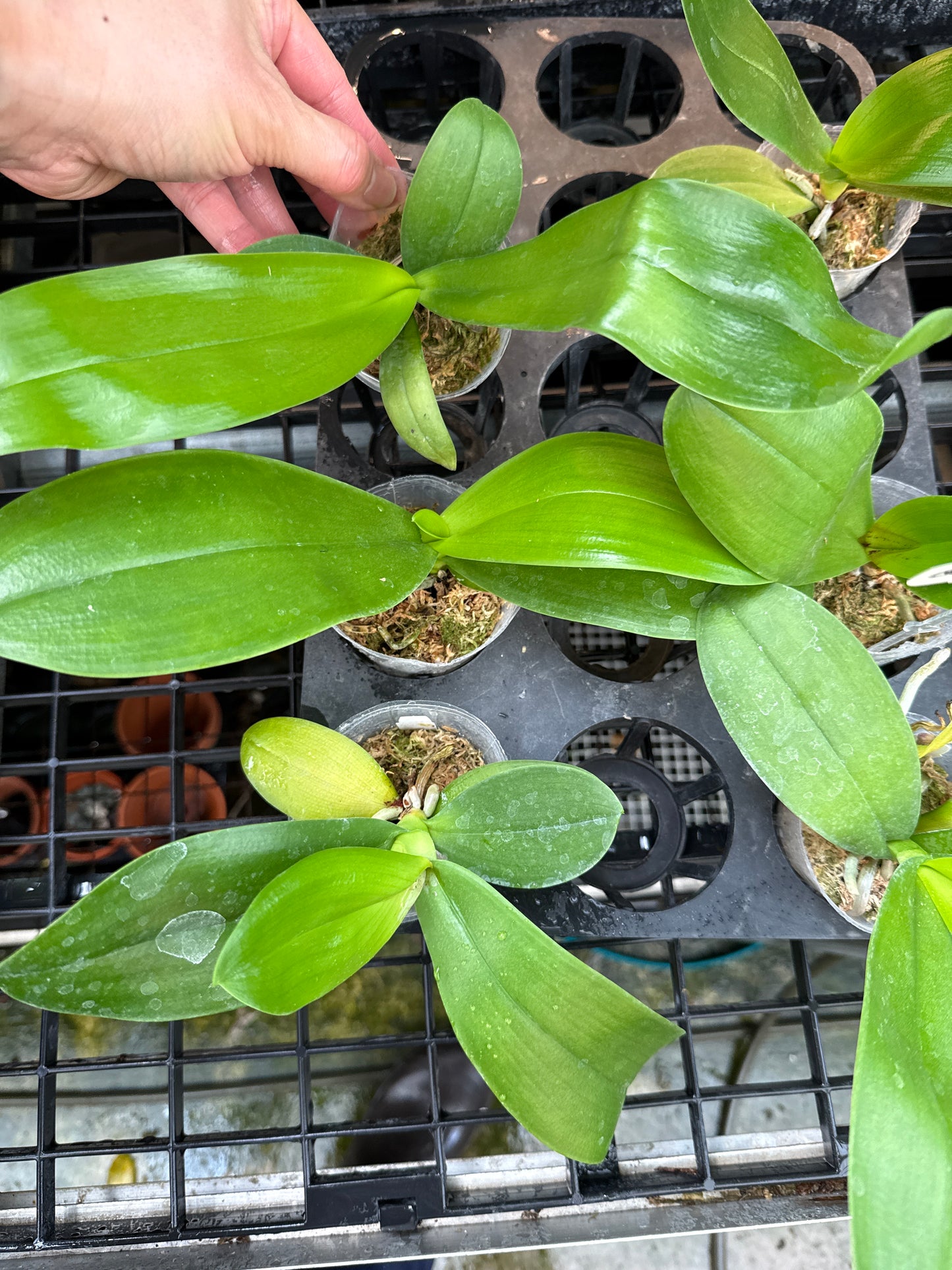 Phalaenopsis amabilis x sib - from Maluku Island