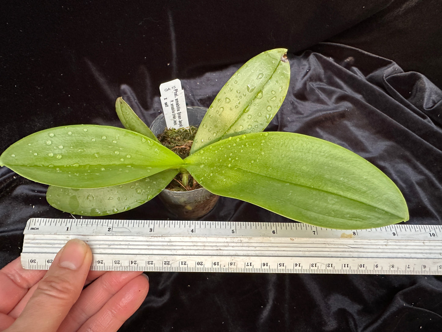 Phalaenopsis amabilis (Irian Jaya) x sib, Seedling, QA-15