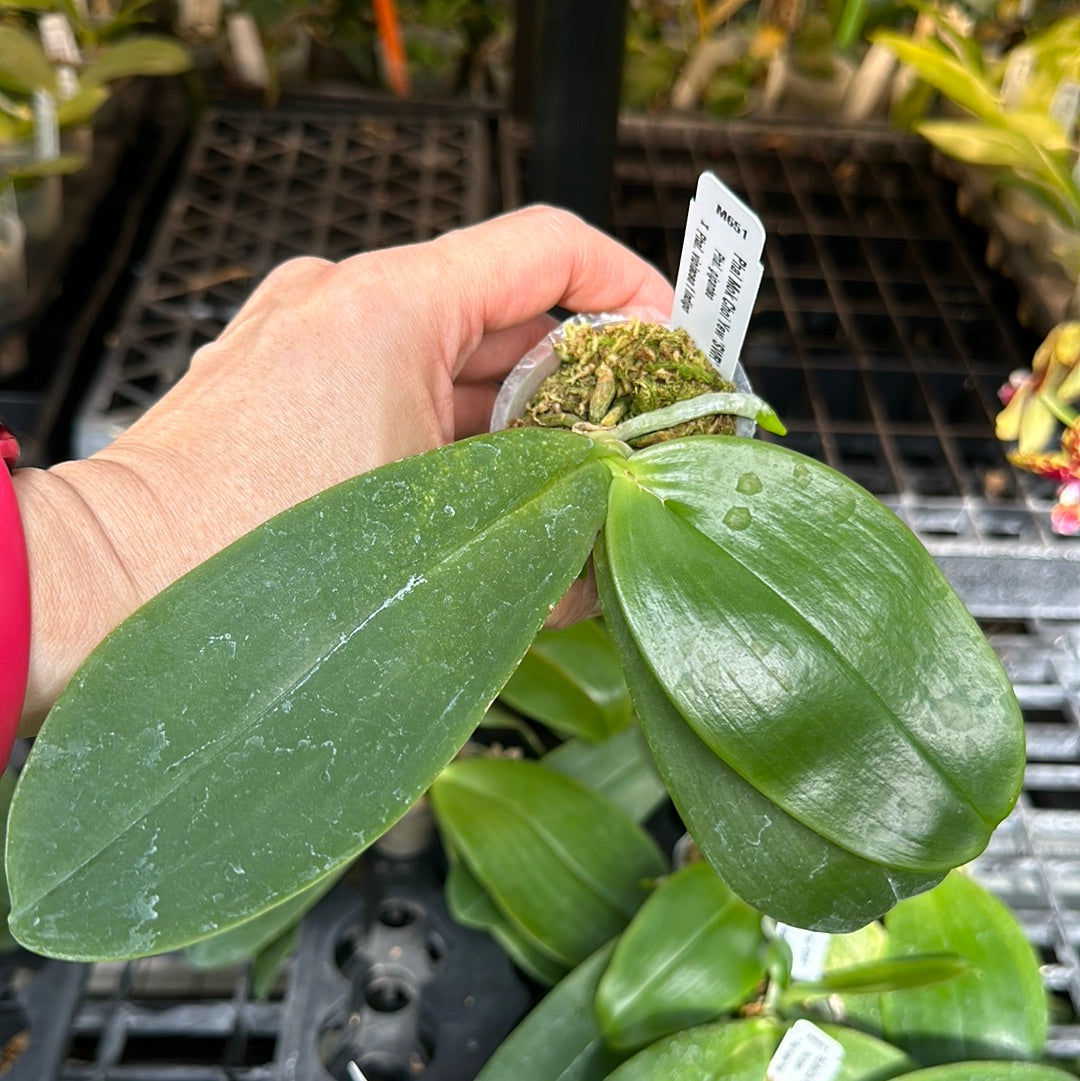 Phalaenopsis Mok Choi Yew 'M651'