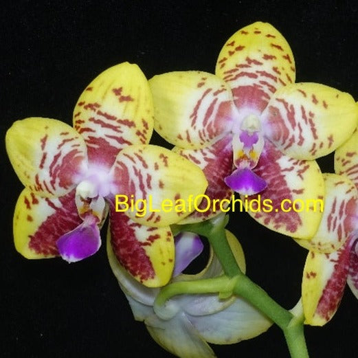 Phalaenopsis Orchid World 'Bonnie Vasquez' 240211 Flowering