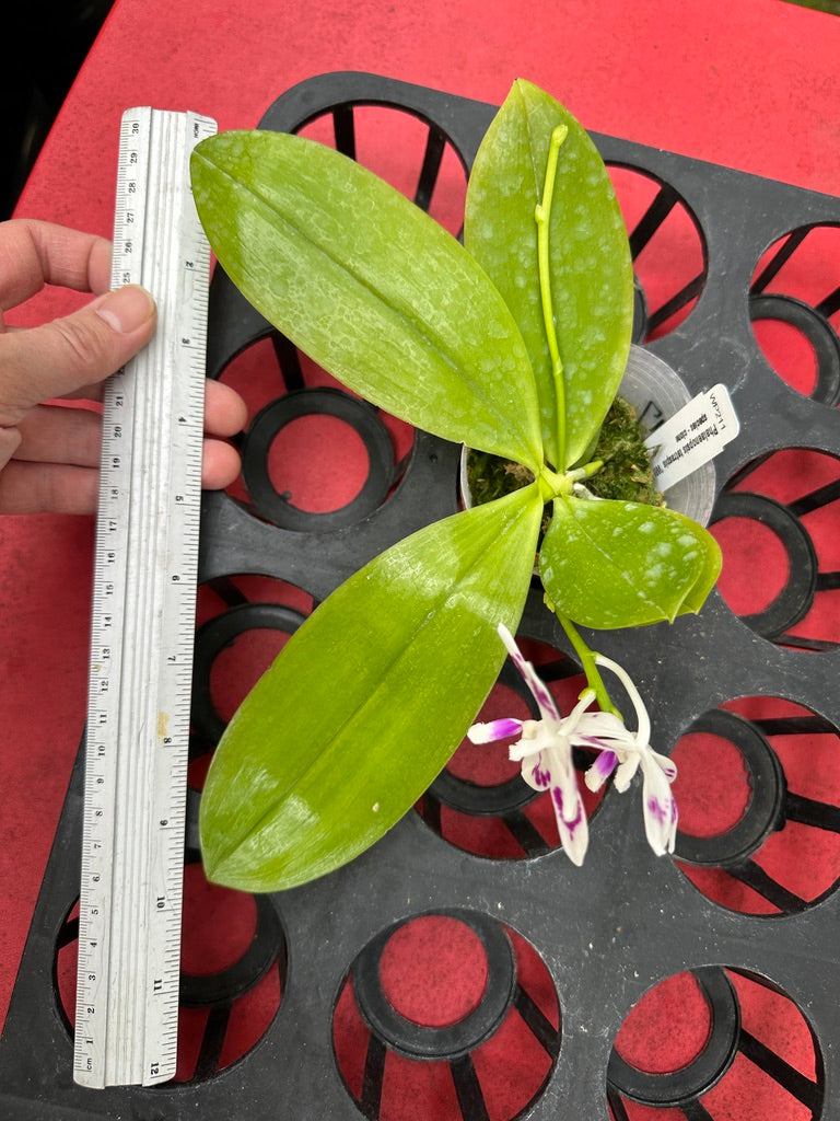 Phalaenopsis tetraspis 'Wilson 214' 240323 Flowering