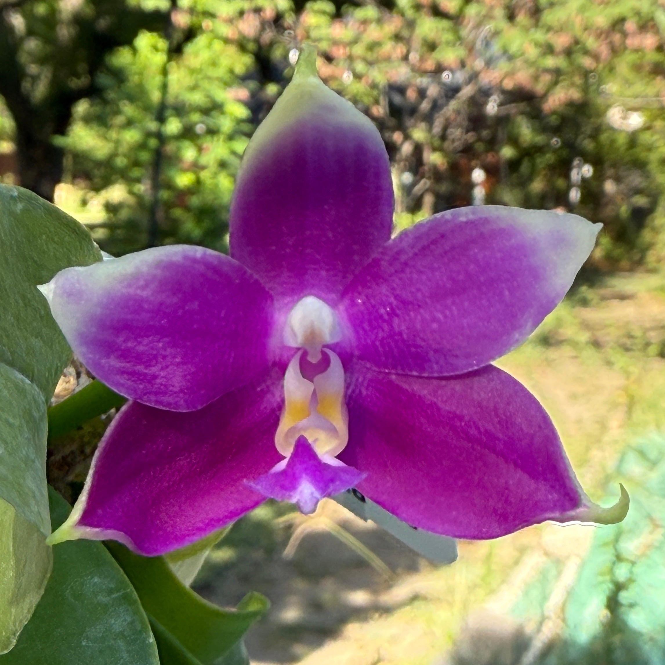 Products – Page 12 – Big Leaf Orchids