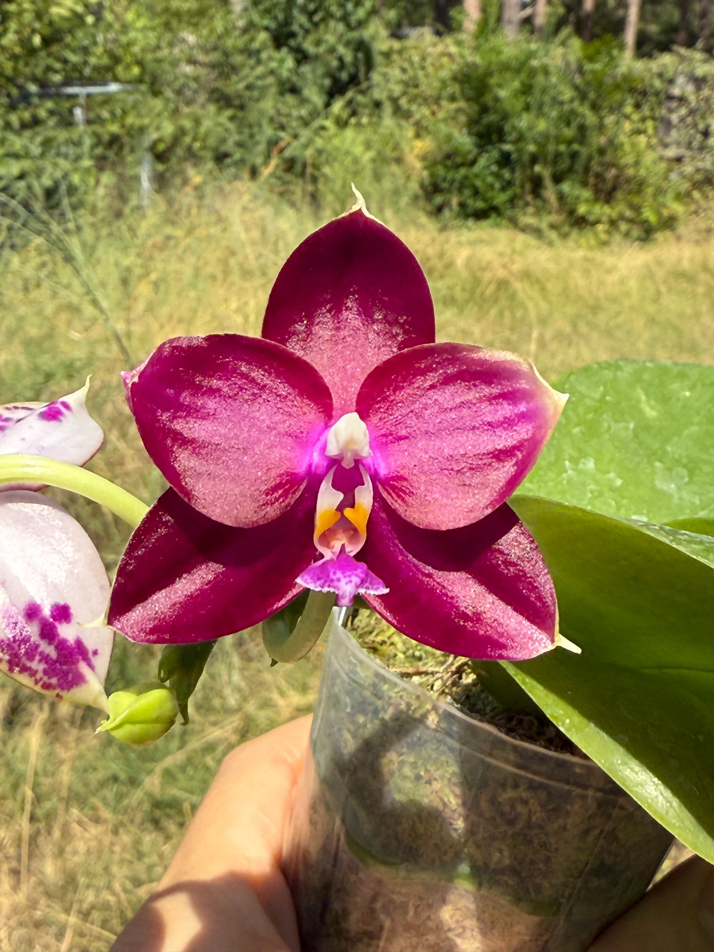 Phalaenopsis Mituo Special Princess x (Fintjie Kunriawati - LD‘s Bear King) 250810-A Flowering