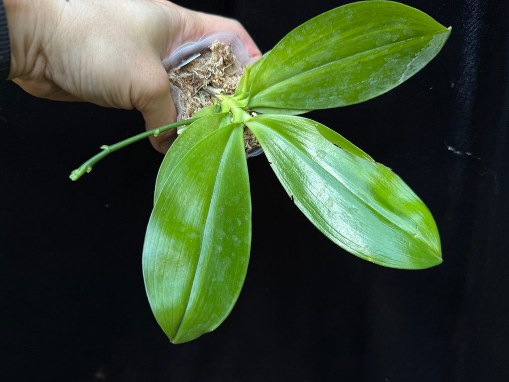 Phalaenopsis tetraspis f. Livida (blue) with variegated leaves