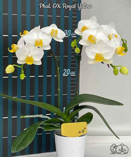 Phalaenopsis OX Royal Yellow (clone)