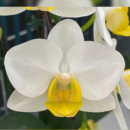 Phalaenopsis OX Royal Yellow (clone)