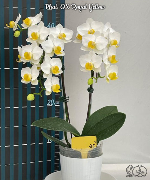 Phalaenopsis OX Royal Yellow (clone)