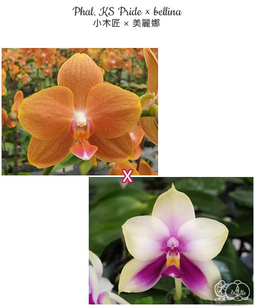 Phalaenopsis (KS Pride x bellina) - Seed Grown