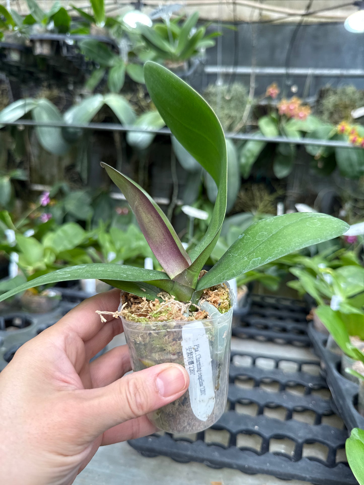 Phalaenopsis Charming Angelina '1201'
