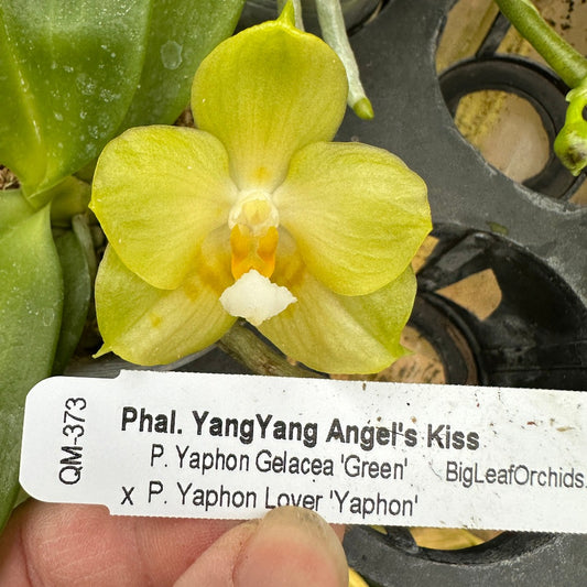 Phalaenopsis YangYang Angel's Kiss 240321 Flowering