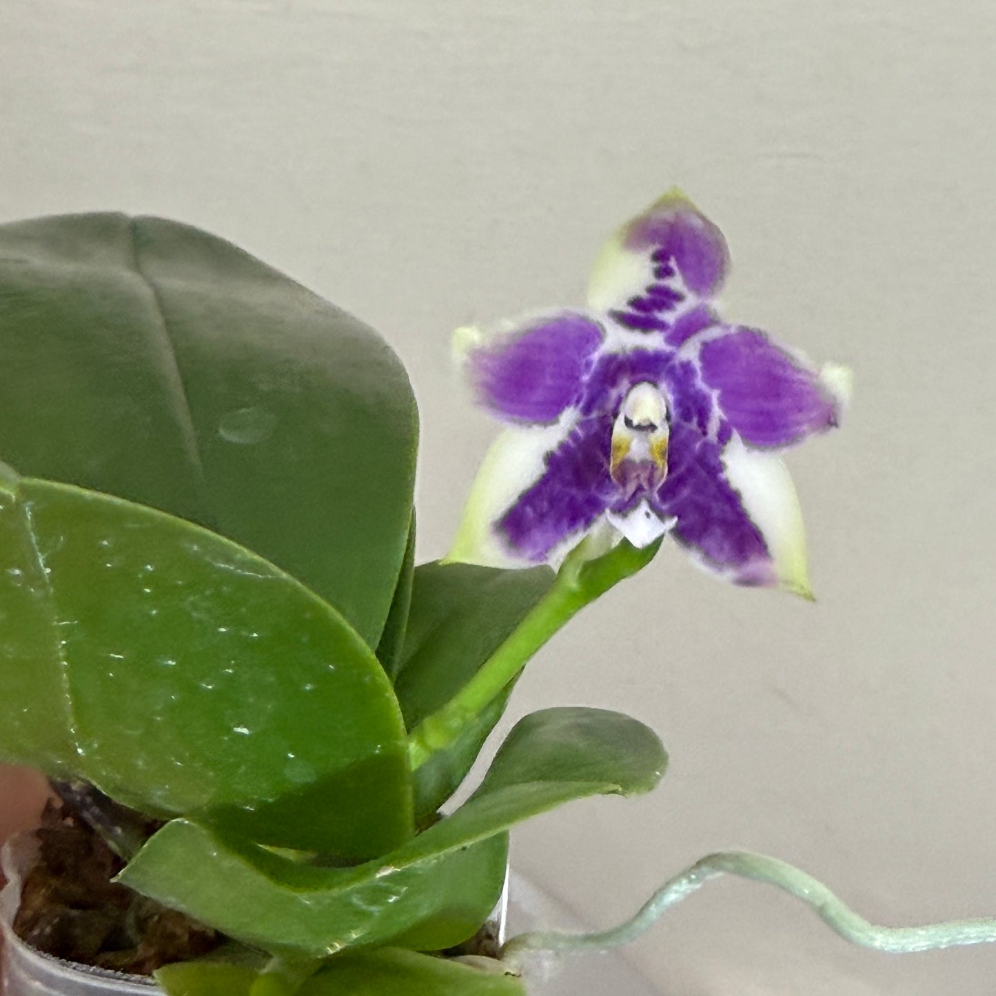 Phalaenopsis Lioulin Blue Parrot