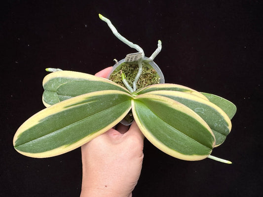 Phalaenopsis Chia E Yenlin 'Variegata' 231120 Spiking