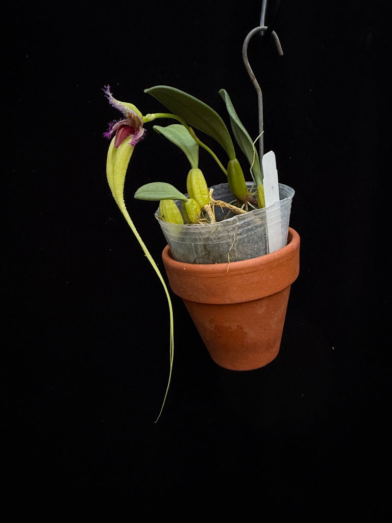 Bulbophyllum fascinator semi-alba