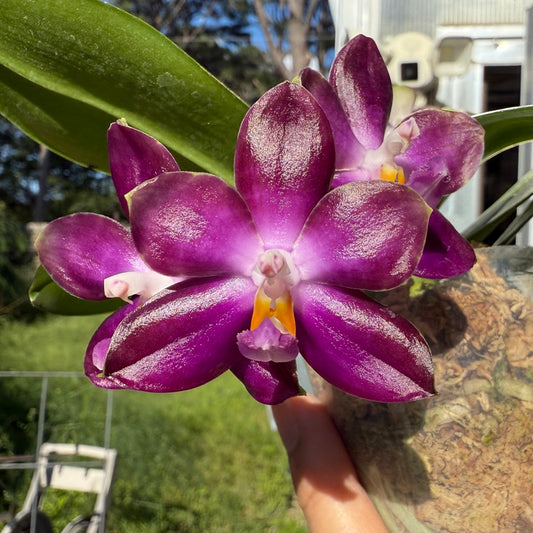 Phalaenopsis LD Green Tiger x Mituo Speciosa Dragon 250509 Flowering seed grown 2 spikes