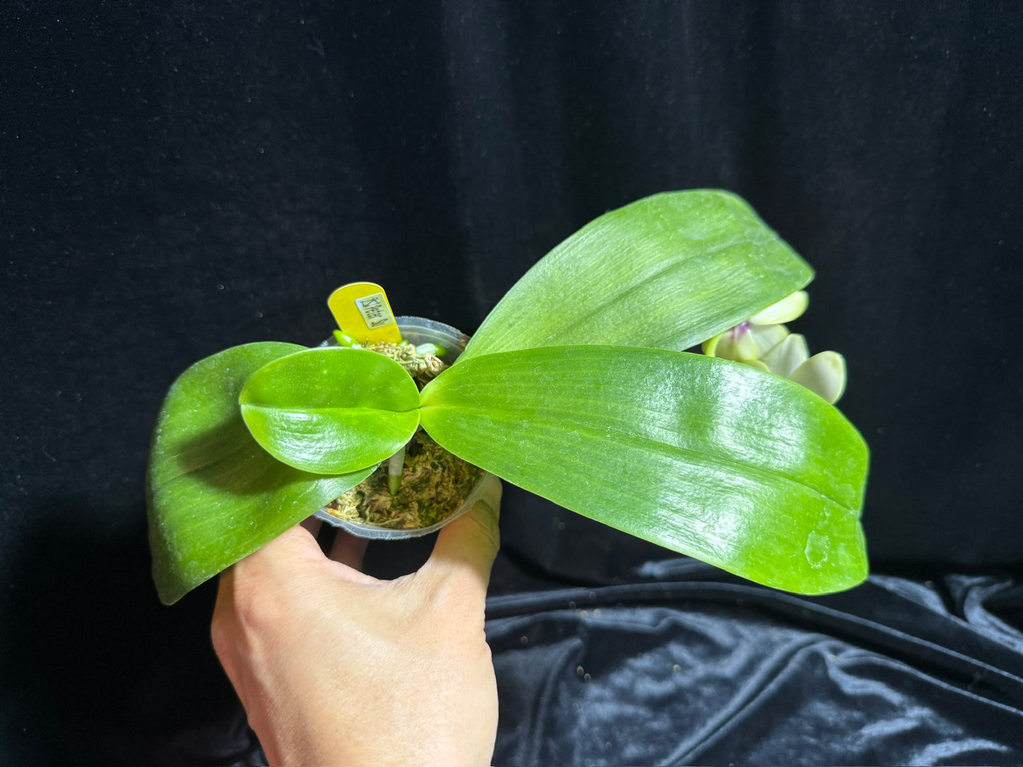 Phalaenopsis Ba-Shi Blackspot 241102 Flowering