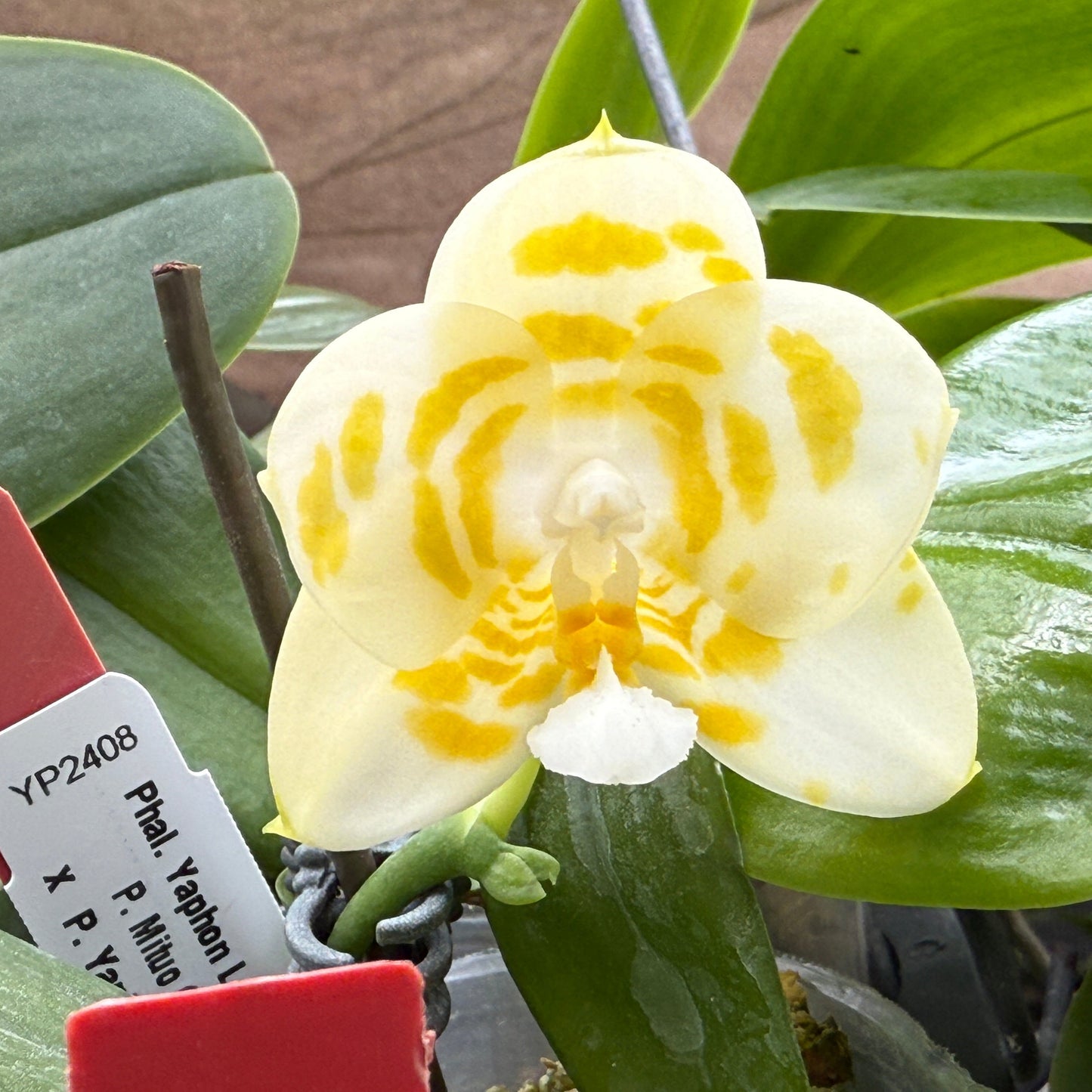 Phalaenopsis Yaphon Love Song 'Yellow Spot Very Round'