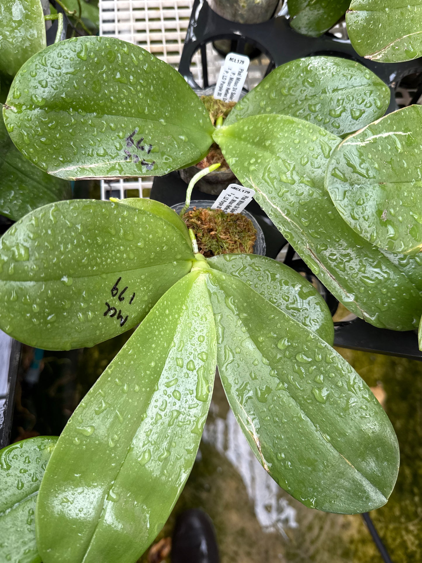 Phalaenopsis Mituo 24 Solar Terms 'Totoro'