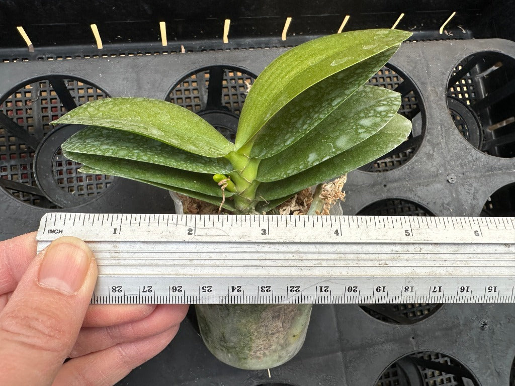 Phalaenopsis Norman's Yellow Batman (peloric) Spiking