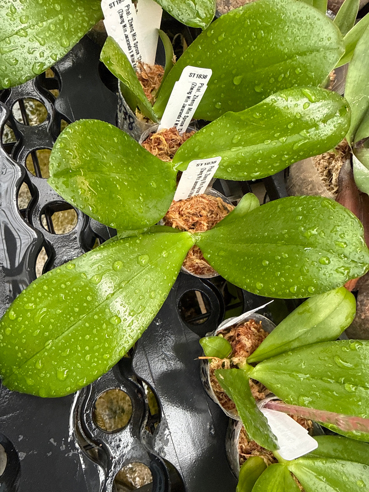 ST1838 Phalaenopsis Zheng Min Spruce 'Chocolate'