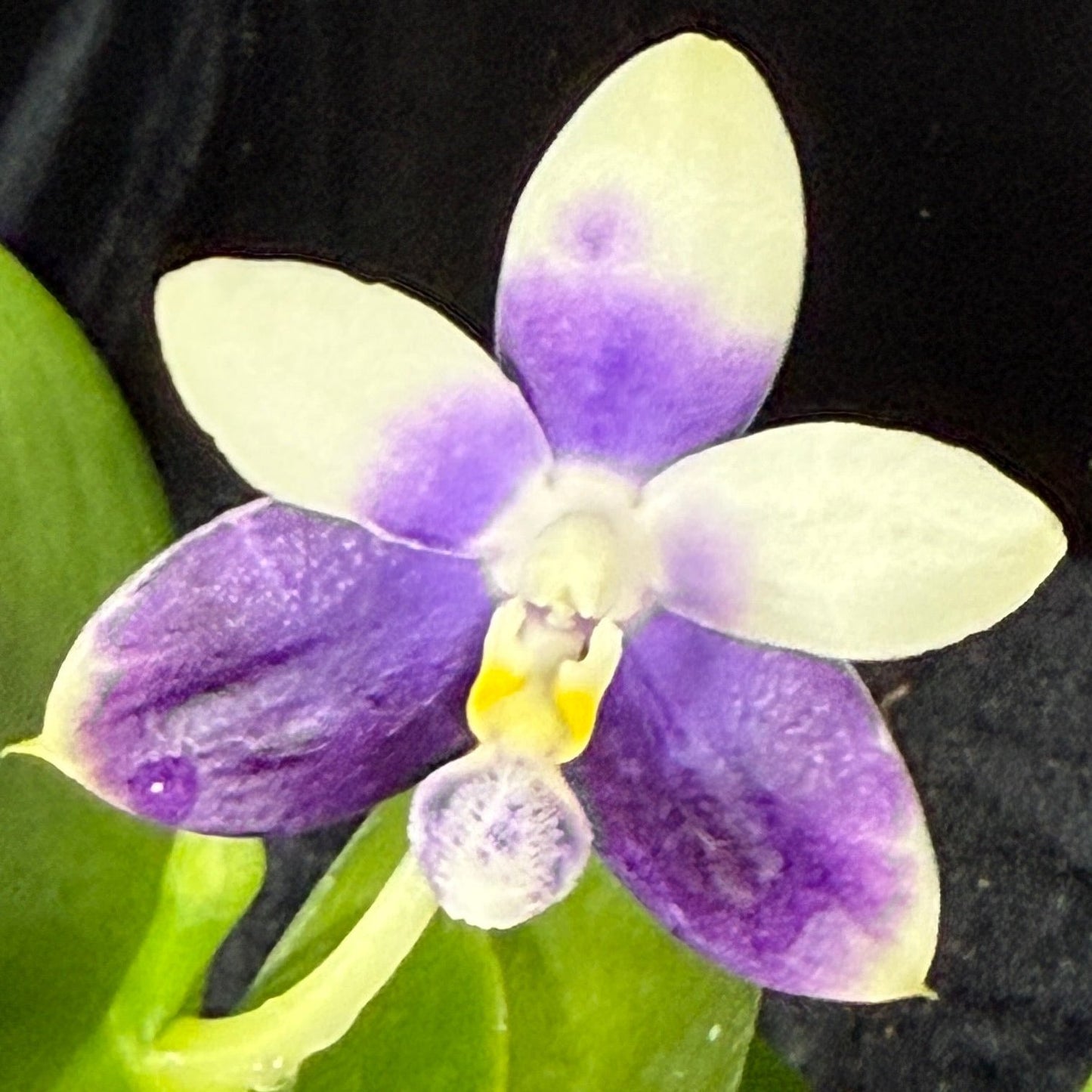 Phalaenopsis (Jennifer Palermo X Lioulin Blue Peacock) 241106 Flowering