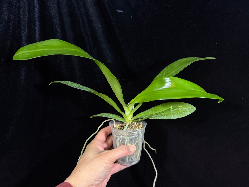 Phalaenopsis hieroglyphica x sib, Seedling, QM-429