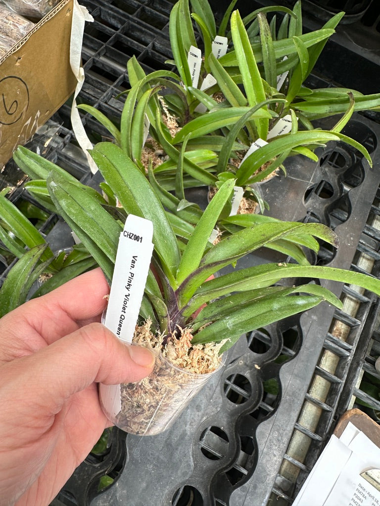 Vandachostylis Pinky 'Violet Queen'