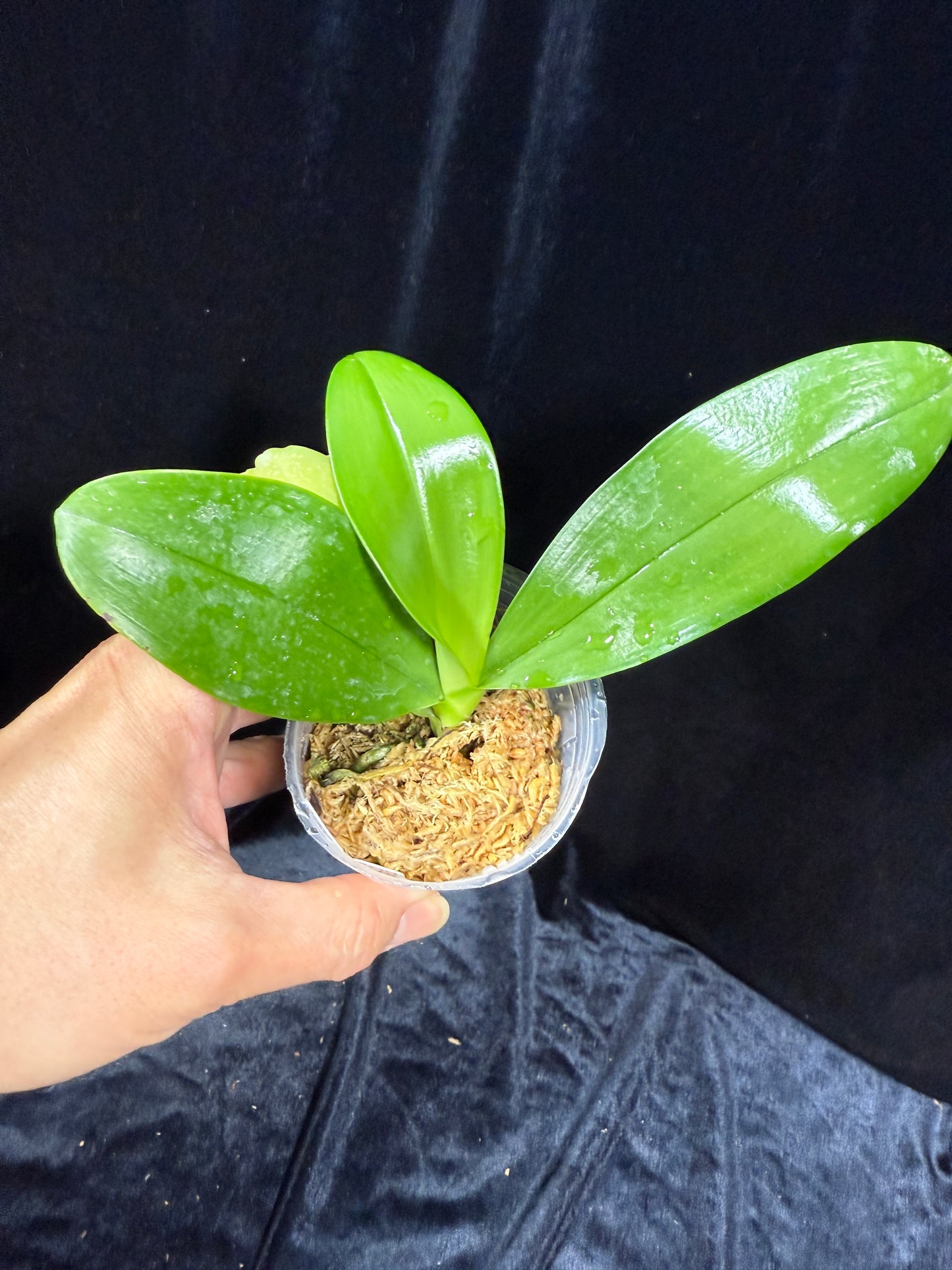 Phalaenopsis KS Blue Ludde 'MS Super Blue'