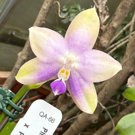 Phalaenopsis Bentley’s Star, 241102-B Flowering