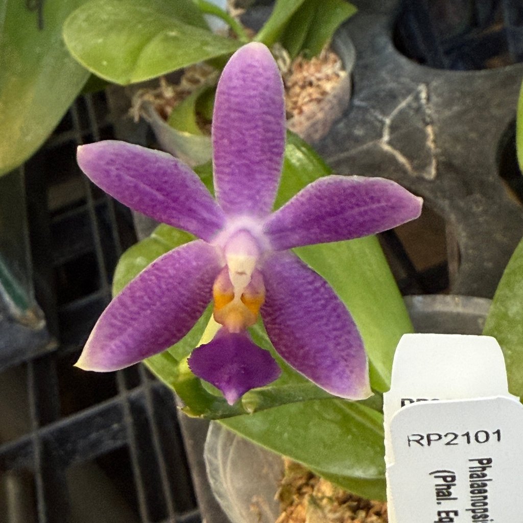 Phalaenopsis Micaels Songshan 240923-B Flowering