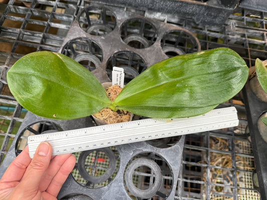 Phalaenopsis Yaphon Gelacea 'Peter #3' AM/AOS Spiking