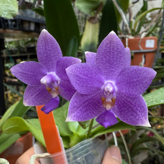 Phalaenopsis Lioulin Blue Star 'F10' Flowering