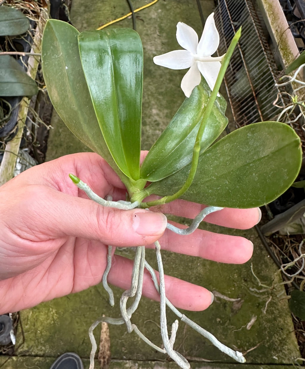 Phalaenopsis lueddemanniana fma alba 'Max-Snow Lover' Keiki mature size